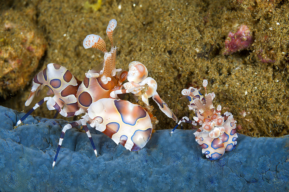 Pair of Harlequin Shrimp, Hymenocera elegans, Ambon, Moluccas, Indonesia