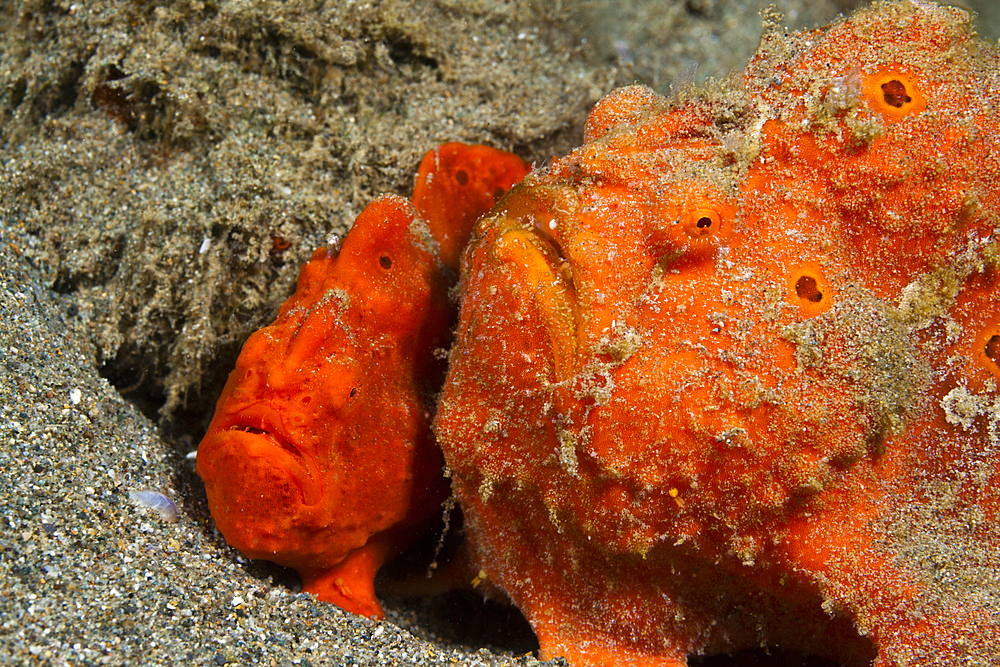 Pair of orange Spotted Frogfish, Antennarius pictus, Ambon, Moluccas, Indonesia