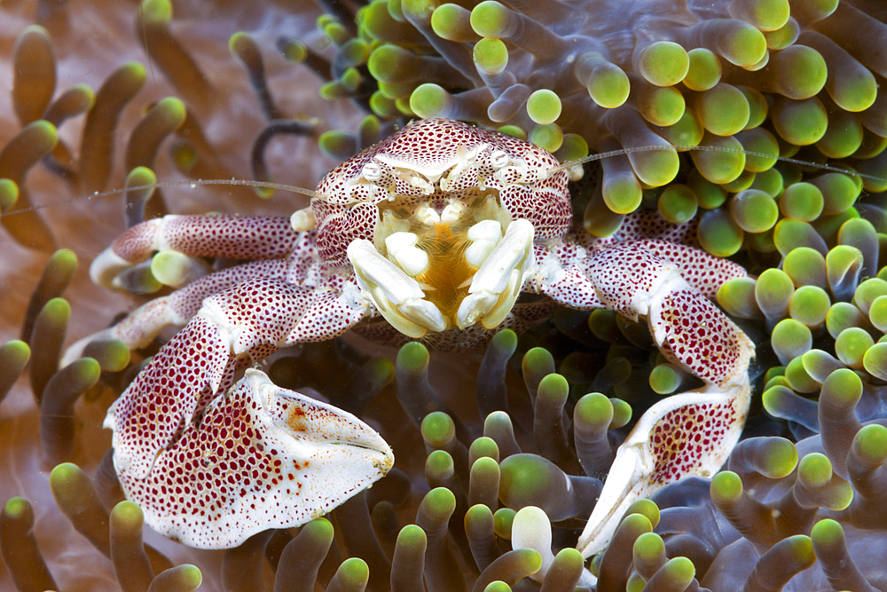 Porcelain Crab associated with Sea Anemone, Neopetrolisthes maculatus, Ambon, Moluccas, Indonesia