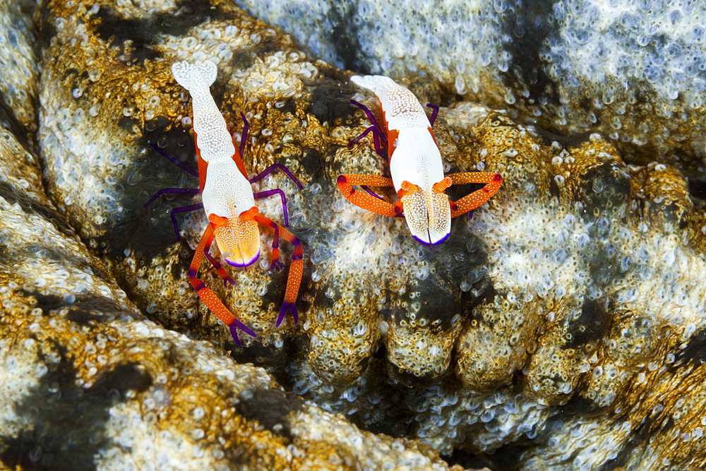 Pair of Emperor Shrimp, Periclimenes imperator, Ambon, Moluccas, Indonesia