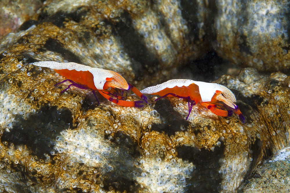 Pair of Emperor Shrimp, Periclimenes imperator, Ambon, Moluccas, Indonesia