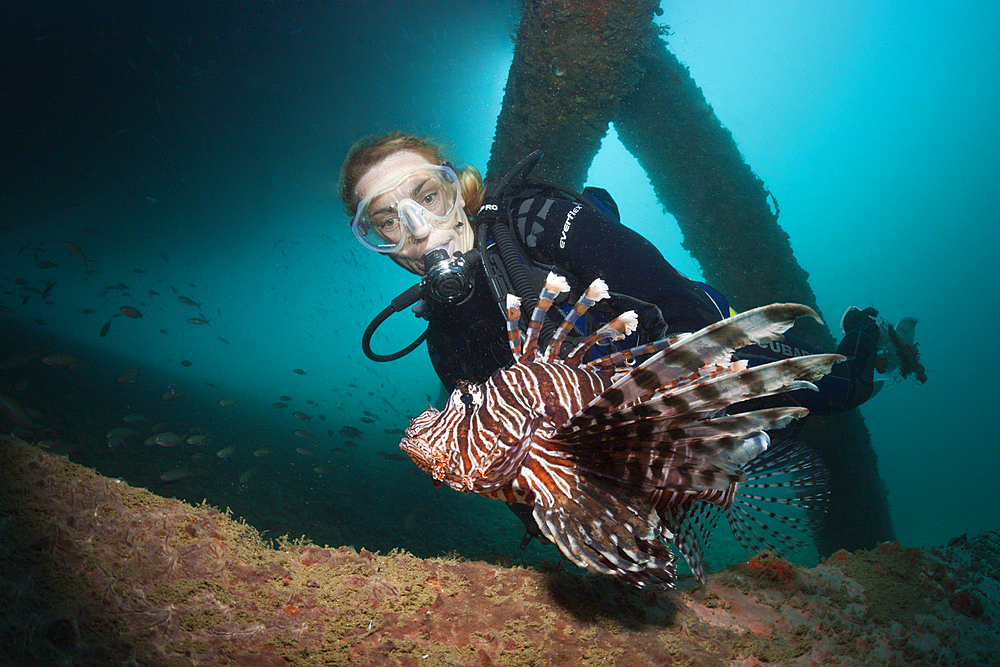 Diver and Lionfish under a Jetty, Pterois volitans, Ambon, Moluccas, Indonesia