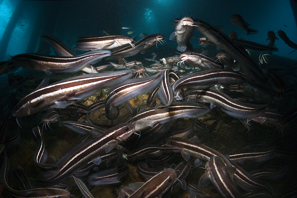 Striped Eel Catfish under a Jetty, Plotosus lineatus, Ambon, Moluccas, Indonesia