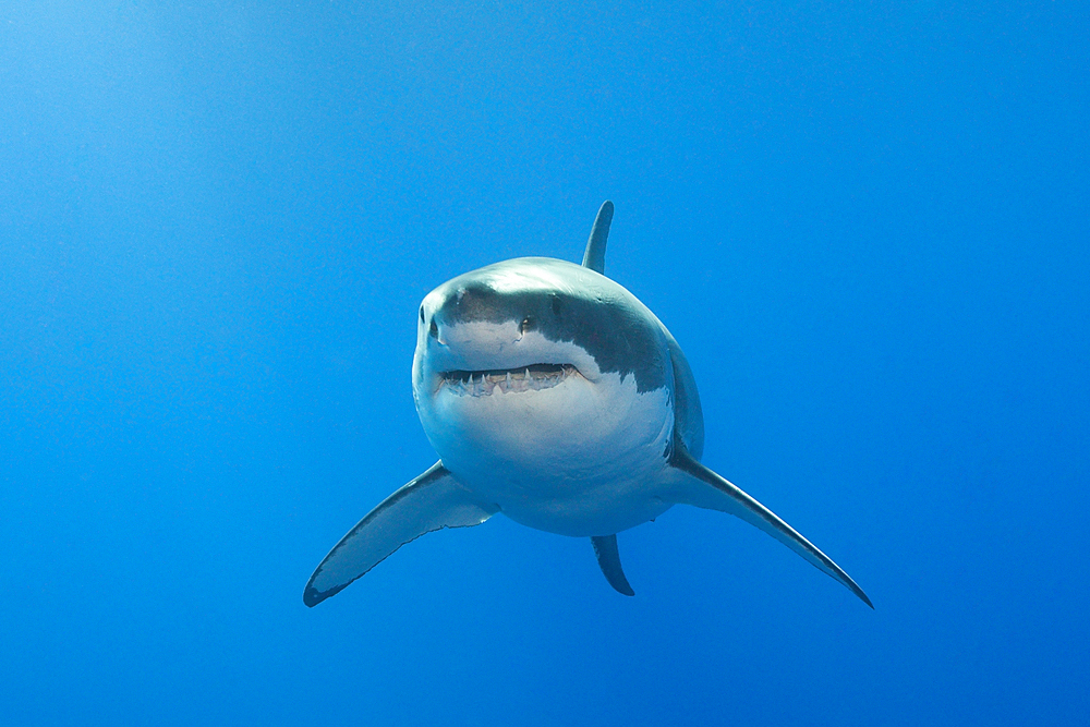 Great White Shark, Carcharodon carcharias, Neptune Islands, Australia