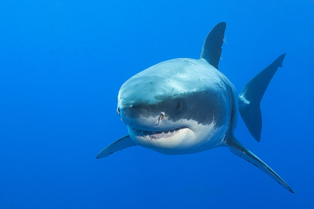 Great White Shark, Carcharodon carcharias, Neptune Islands, Australia