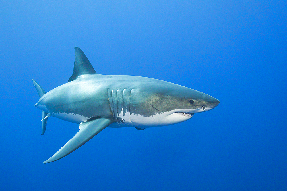 Great White Shark, Carcharodon carcharias, Neptune Islands, Australia