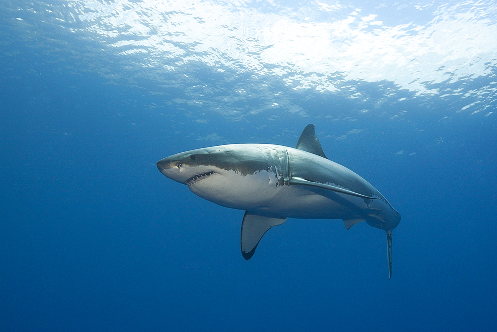 Great White Shark, Carcharodon carcharias, Neptune Islands, Australia