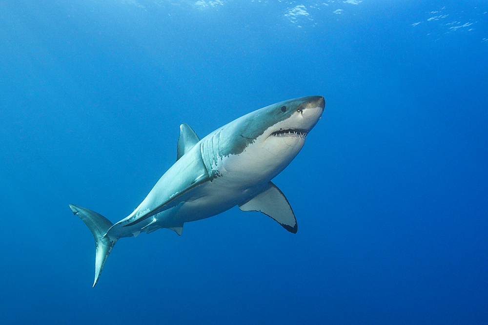 Great White Shark, Carcharodon carcharias, Neptune Islands, Australia