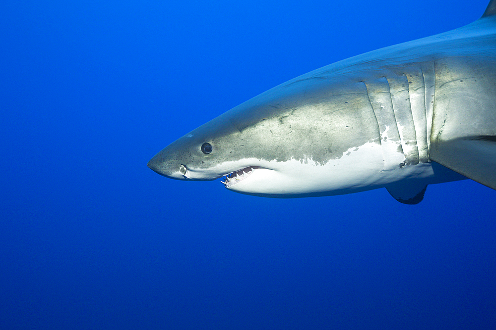 Great White Shark, Carcharodon carcharias, Neptune Islands, Australia