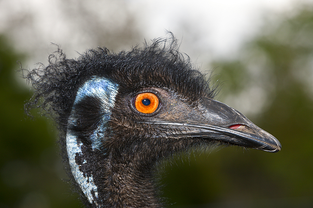 Head of Emu, Dromaius novaehollandiae, Brisbane, Australia