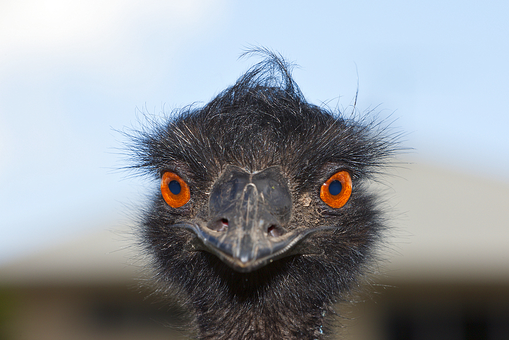 Head of Emu, Dromaius novaehollandiae, Brisbane, Australia