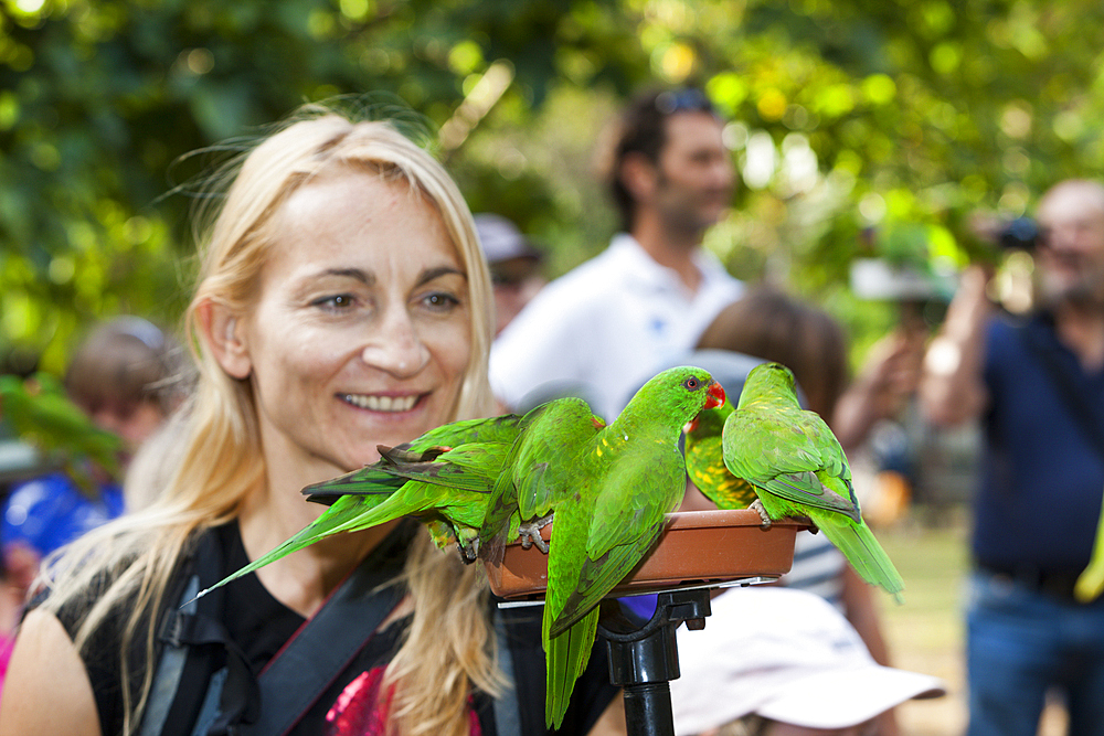 Tourists feeding Rainbow Lorikeet, Trichoglossus haematodus moluccanus, Brisbane, Australia