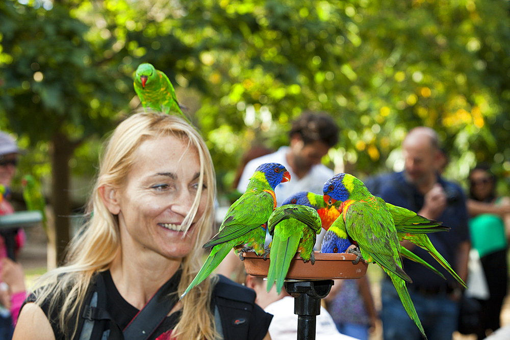 Tourists feeding Rainbow Lorikeet, Trichoglossus haematodus moluccanus, Brisbane, Australia