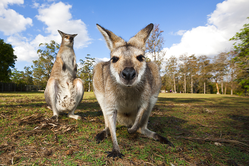 Eastern Grey Kangaroo, Macropus giganteus, Brisbane, Australia