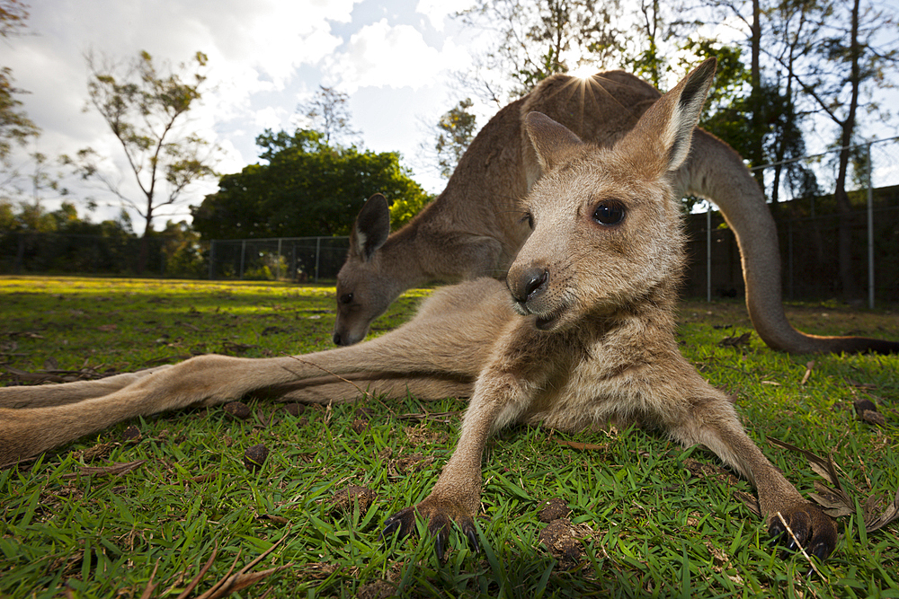 Eastern Grey Kangaroo, Macropus giganteus, Brisbane, Australia