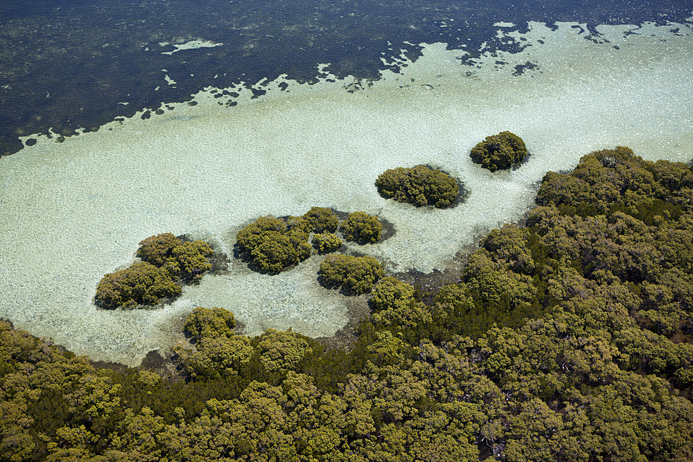 Mangroves at Stradbroke Island, Moreton Bay, Brisbane, Australia