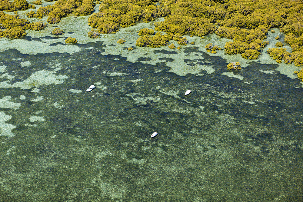 Mangroves at Moreton Island, Brisbane, Australia