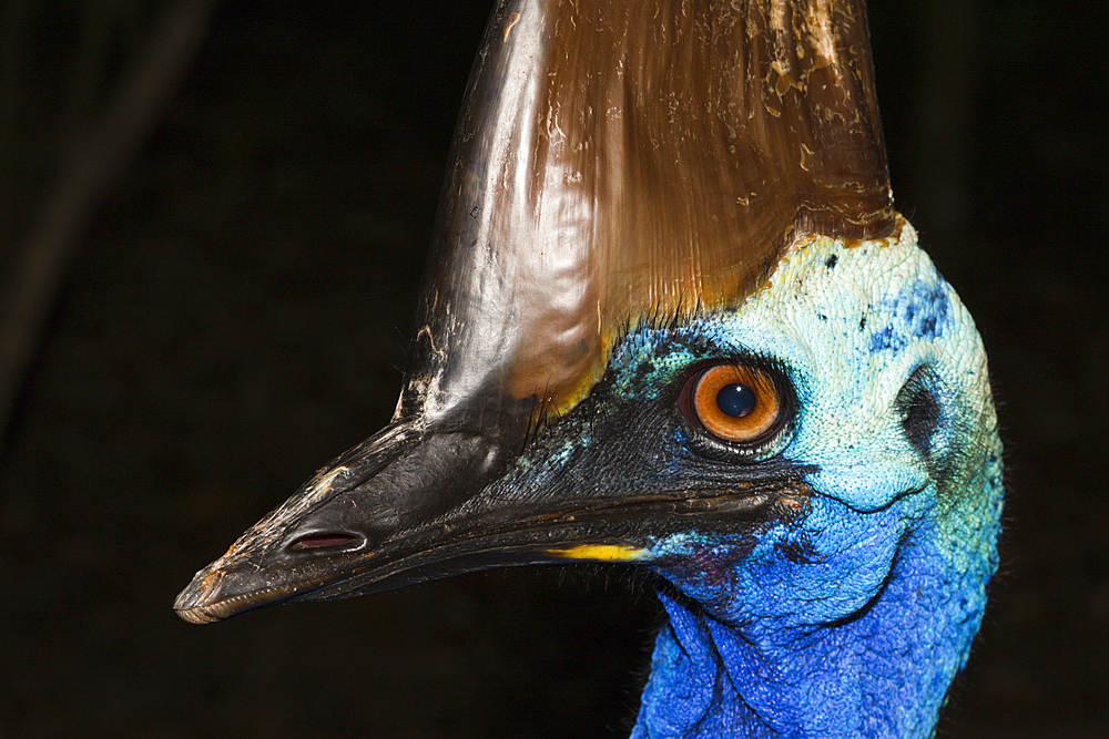 Southern Cassowary, Casuarius casuarius, Queensland, Australia