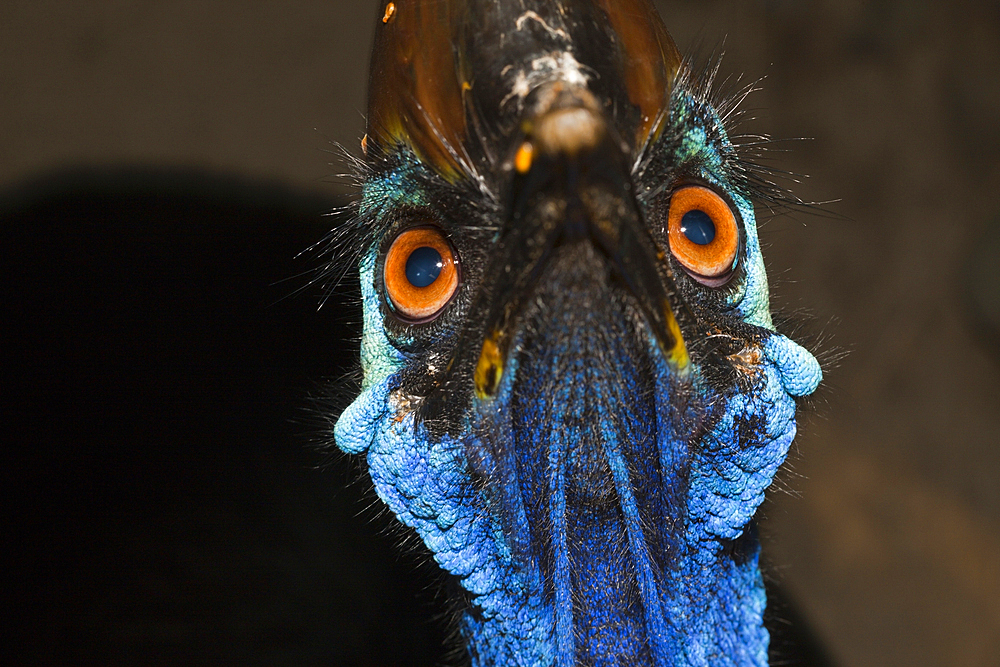 Southern Cassowary, Casuarius casuarius, Queensland, Australia