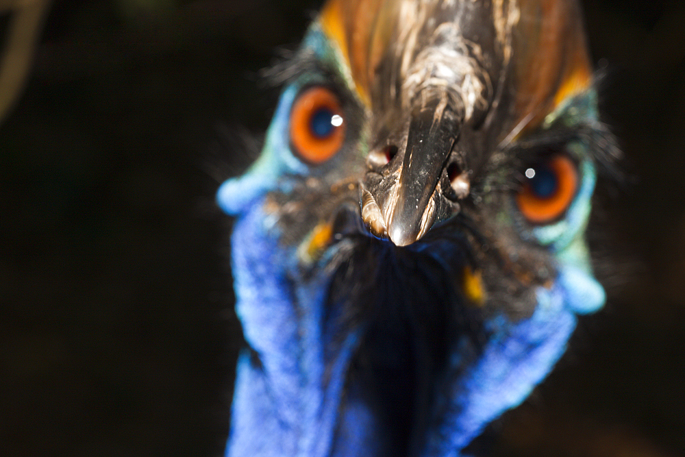 Southern Cassowary, Casuarius casuarius, Queensland, Australia