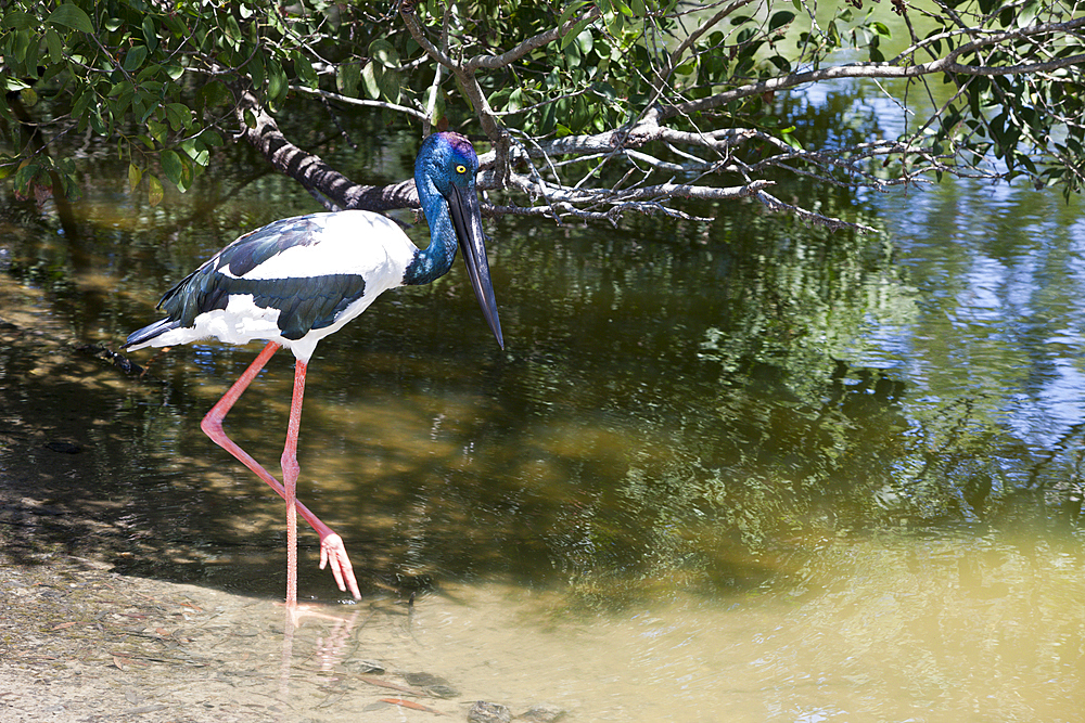 Black-necked Stork, Ephippiorhynchus asiaticus, Queensland, Australia