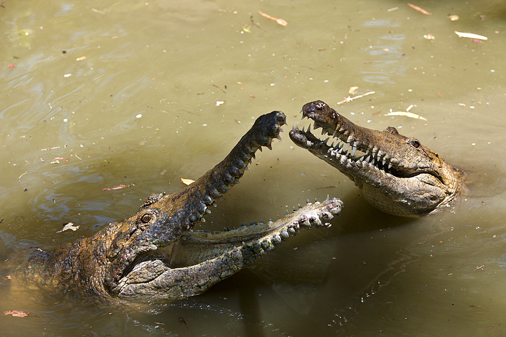 Freshwater Crocodile, Crocodylus johnstoni, Queensland, Australia