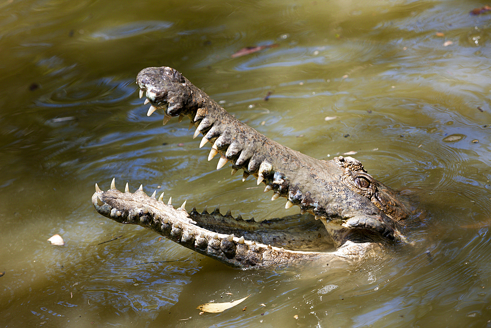 Freshwater Crocodile, Crocodylus johnstoni, Queensland, Australia