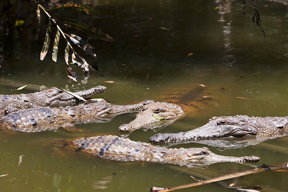 Freshwater Crocodile, Crocodylus johnstoni, Queensland, Australia