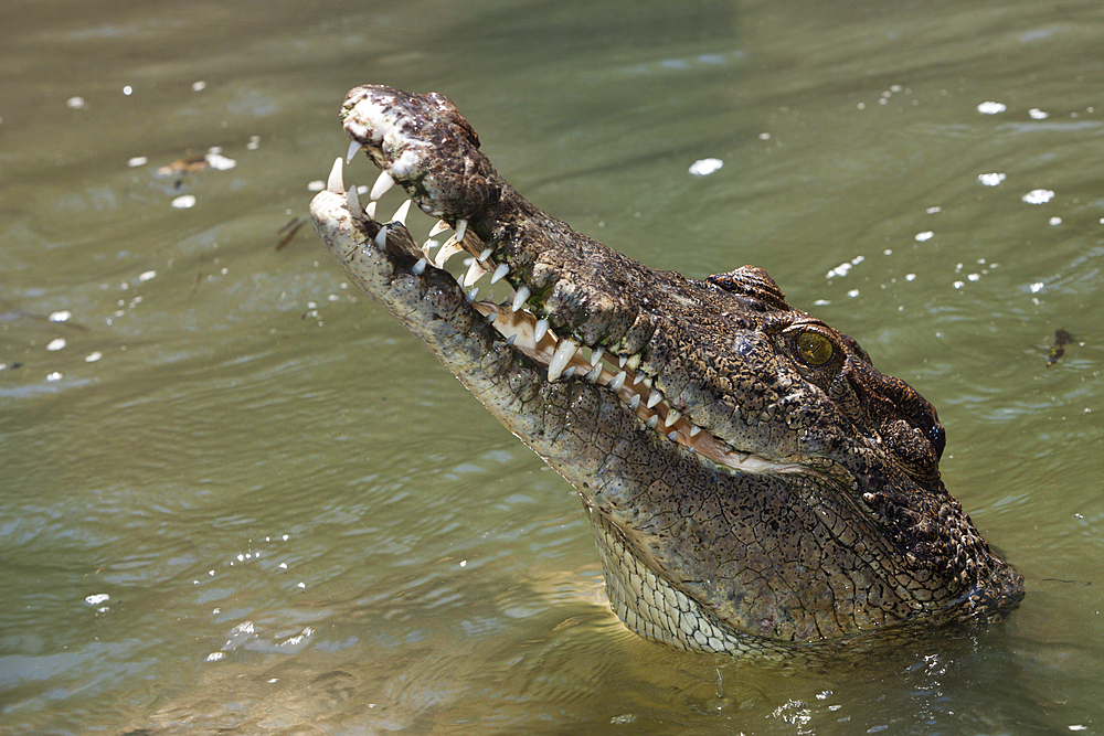 Saltwater Crocodile, Crocodylus porosus, Queensland, Australia