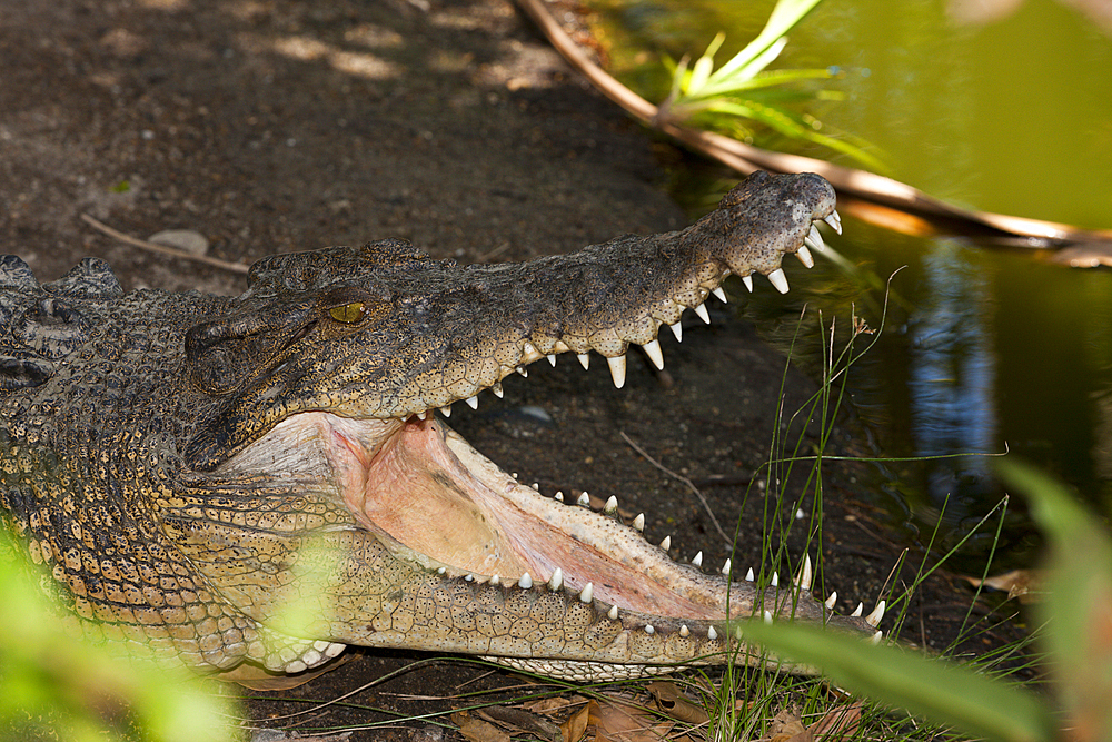 Saltwater Crocodile, Crocodylus porosus, Queensland, Australia