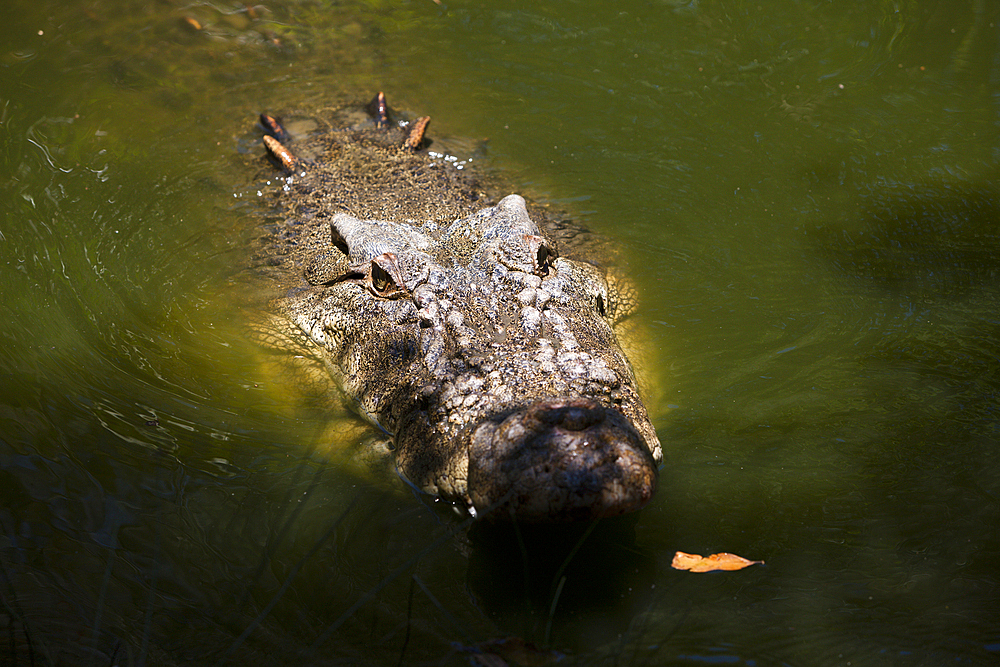 Saltwater Crocodile, Crocodylus porosus, Queensland, Australia