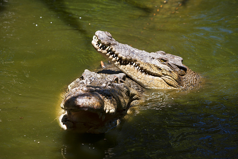 Saltwater Crocodile, Crocodylus porosus, Queensland, Australia