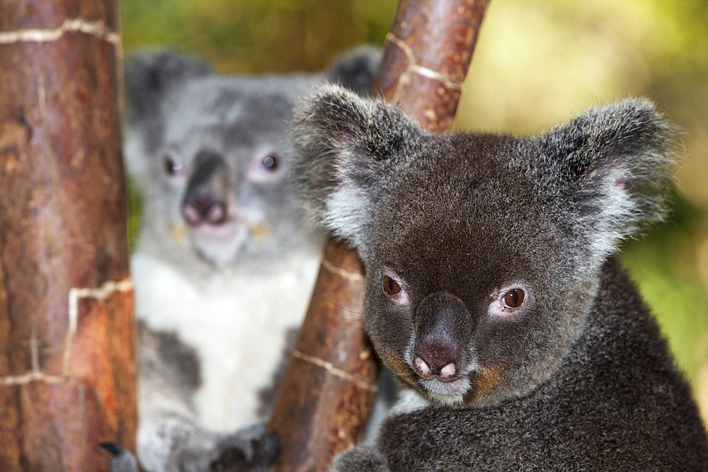 Koala, Phascolarctos cinereus, Queensland, Australia