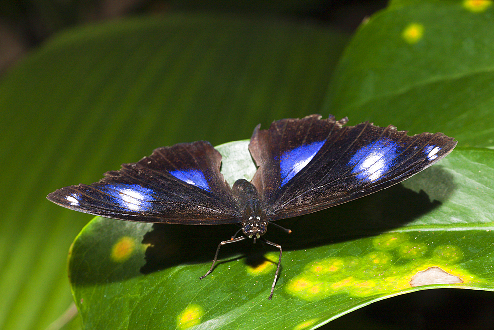 Female Common Eggfly, Hypolimnas bolina, Queensland, Australia