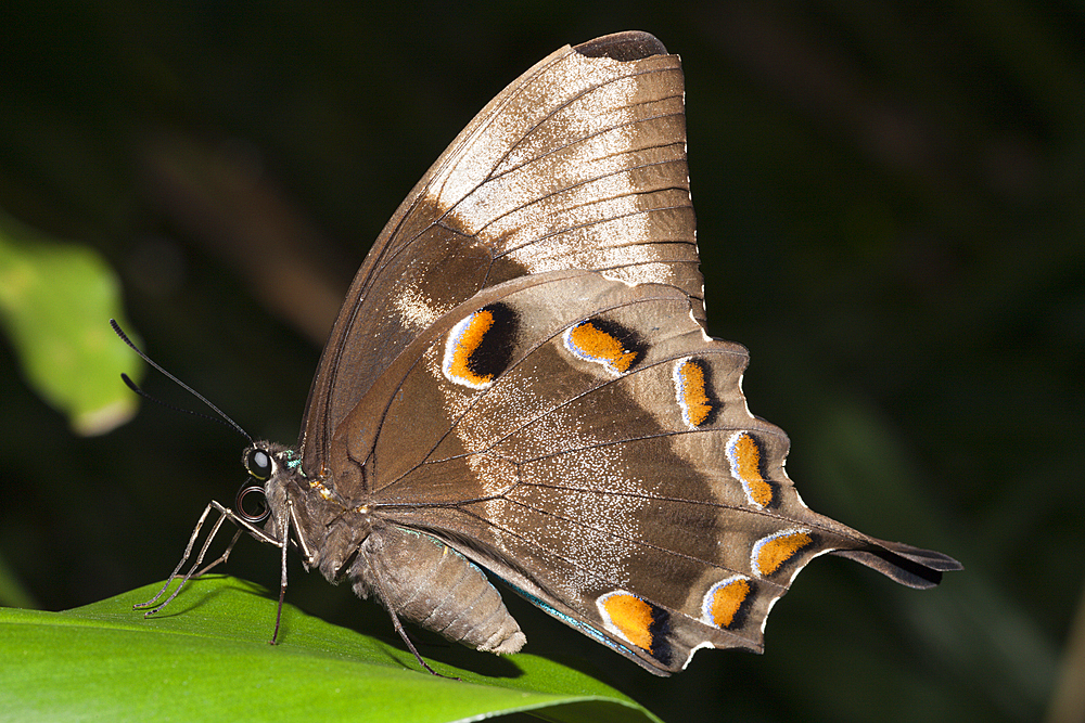 Ulysses Butterfly, Papilio ulysses joesa, Queensland, Australia