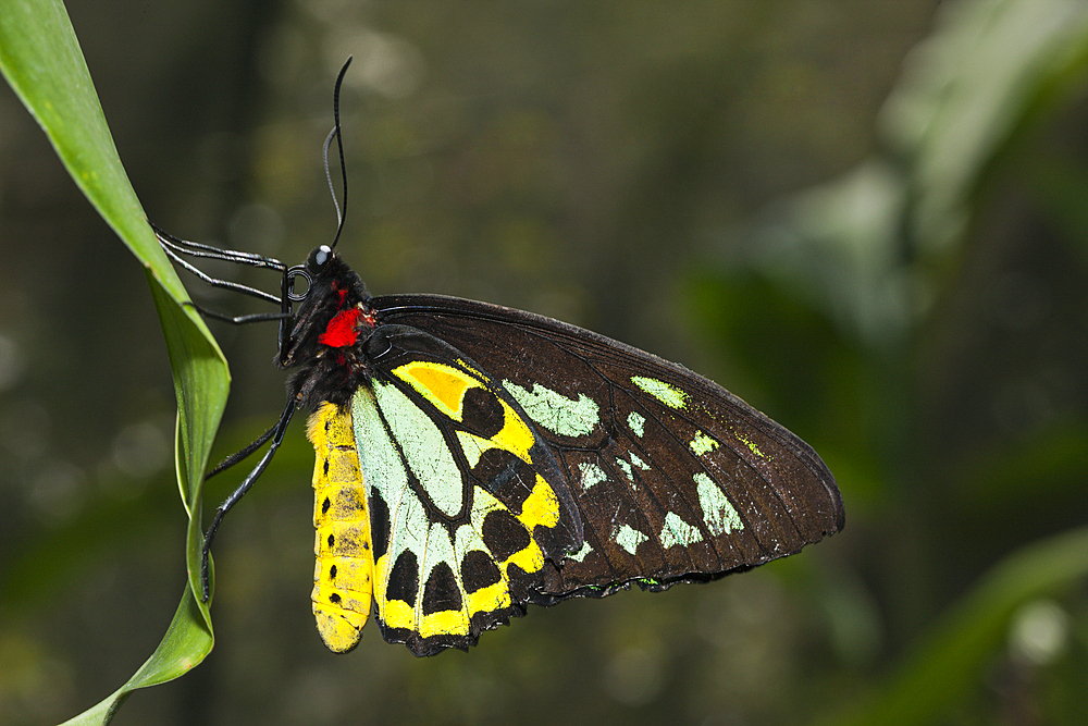 Cairns Birdwing Butterfly, Ornithoptera priamus euphorion, Queensland, Australia