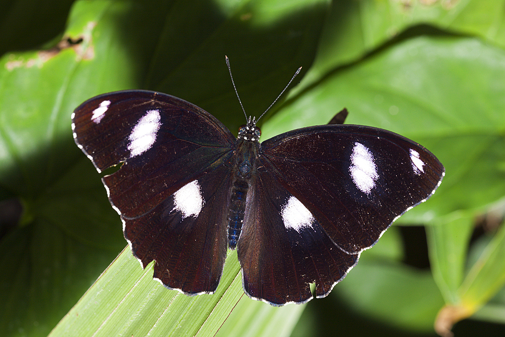 Male Common Eggfly Butterfly, Hypolimnas bolina, Queensland, Australia