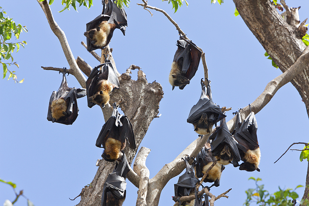 Spectacled Flying Fox, Pteropus conspicillatus, Cairns, Australia