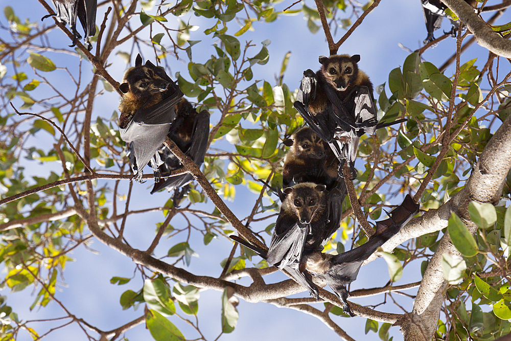 Spectacled Flying Fox, Pteropus conspicillatus, Cairns, Australia