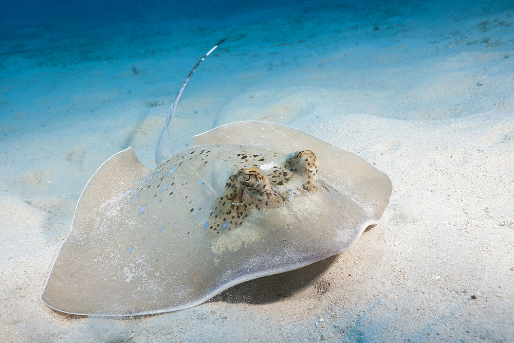 Kuhls Stingray, Neotrygon kuhlii, Great Barrier Reef, Australia