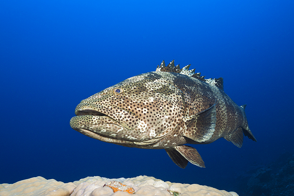 Malabar Grouper, Epinephelus malabaricus, Great Barrier Reef, Australia