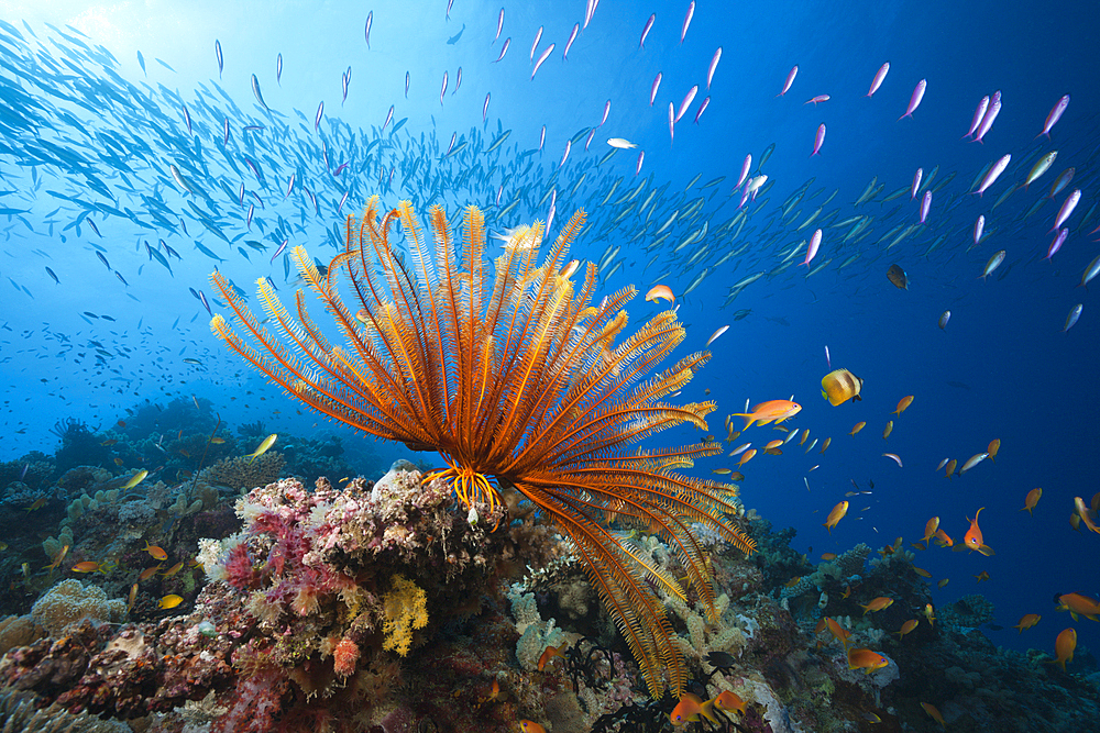 Reef Scene with Crinoid and Fishes, Great Barrier Reef, Australia