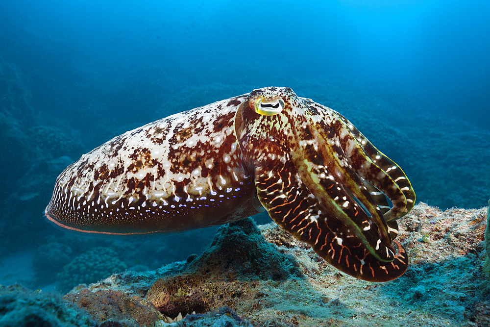 Broadclub Cuttlefish, Sepia latimanus, Great Barrier Reef, Australia