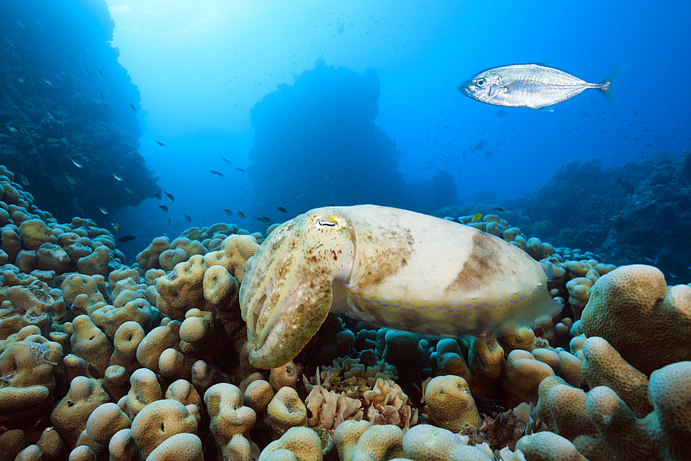 Broadclub Cuttlefish, Sepia latimanus, Great Barrier Reef, Australia