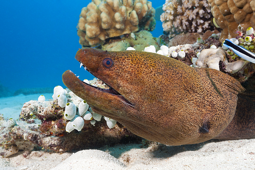 Giant Moray, Gymnothorax javanicus, Great Barrier Reef, Australia