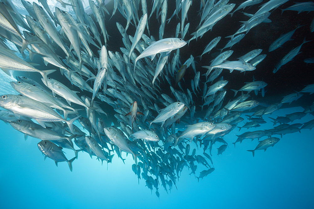 Shoal of Bigeye Trevally, Caranx sexfasciatus, Great Barrier Reef, Australia