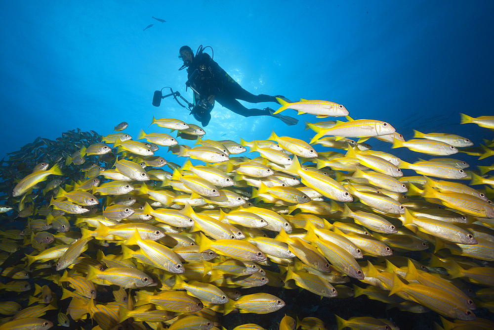 Shoal of Bigeye Snapper, Lutjanus lutjanus, Great Barrier Reef, Australia