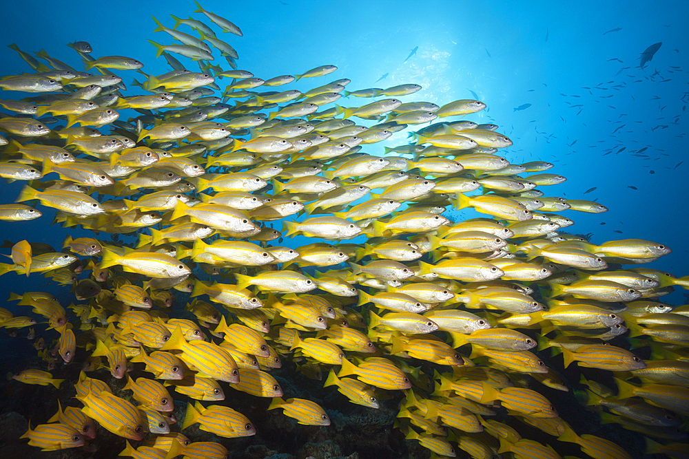 Shoal of Bigeye Snapper and Fivelined Snapper, Lutjanus lutjanus, Great Barrier Reef, Australia