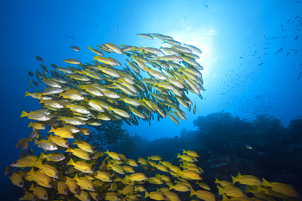 Shoal of Bigeye Snapper and Fivelined Snapper, Lutjanus lutjanus, Great Barrier Reef, Australia