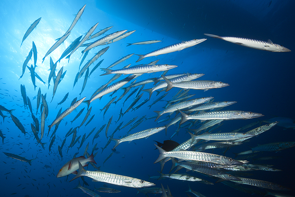 Shoal of Blackfin Barracuda, Sphyraena qenie, Great Barrier Reef, Australia